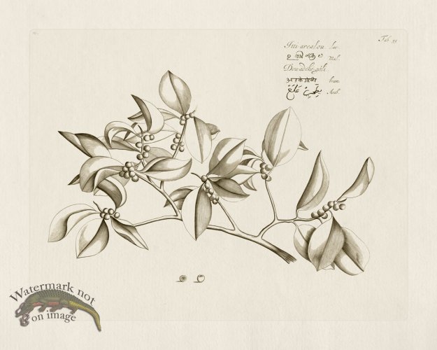 (image for) HORTUS VOl 03 55