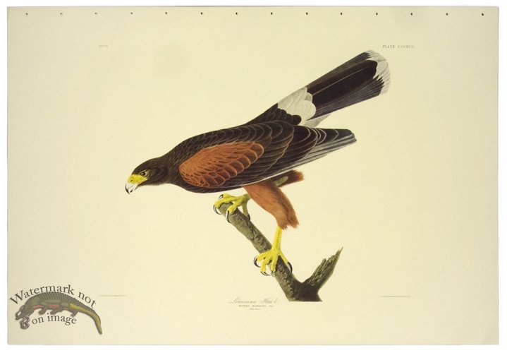 (image for) Louisiana Hawk L.E.