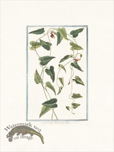 (image for) Bonelli 182 Aristolochia