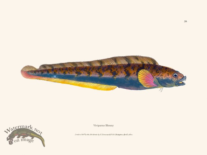 (image for) 039 Viviparus Blenny
