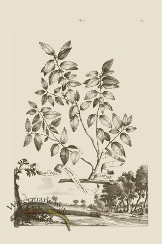 (image for) Abraham Munting 051