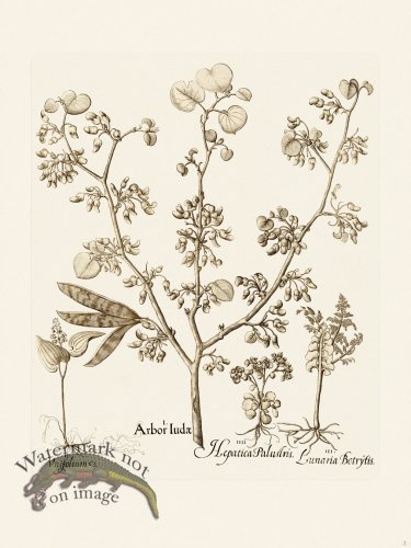 (image for) Besler 003 B1