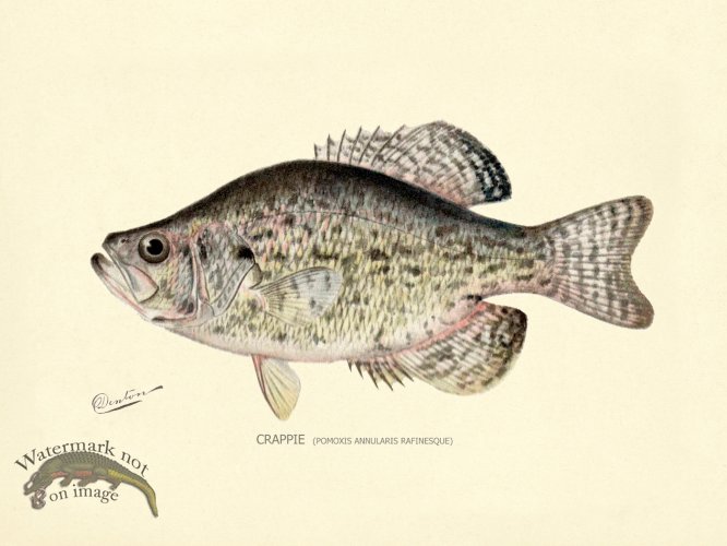 (image for) Crappie