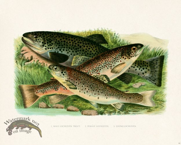 (image for) British FW 44