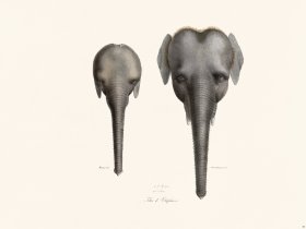 Cuvier 089 Elephant Heads