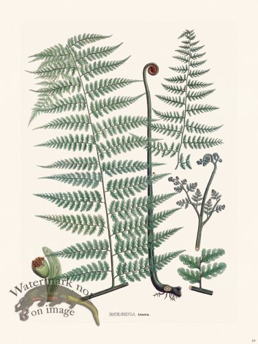 (image for) Ferns of Brazil 34