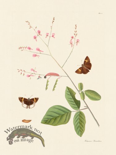 (image for) Abbot Butterfly 020