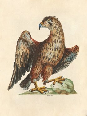 Golden Eagle - Tribute Bd 72 M