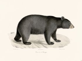 Cuvier 127 Black Bear of America