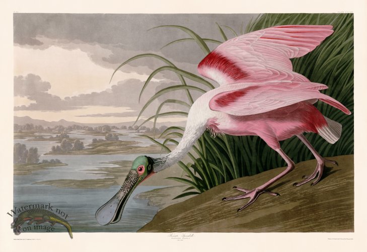 (image for) 321 Roseate Spoonbill