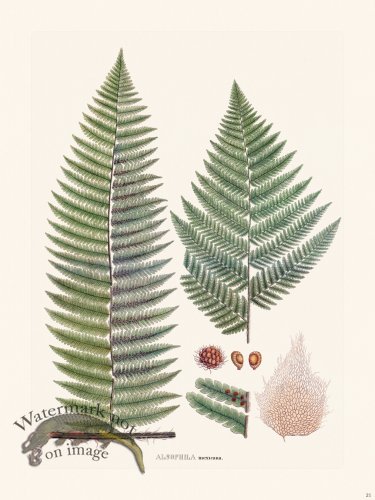 (image for) Ferns of Brazil 21