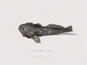 51 New Holland Caffowary