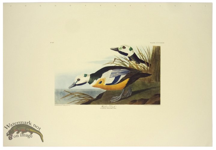 (image for) Western Duck L.E.