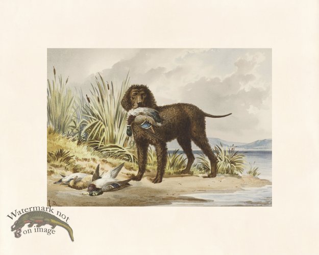(image for) Pope Dog 03 Imported Irish Water Spaniel