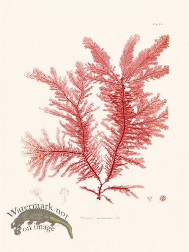 (image for) Bradbury Seaweed 110
