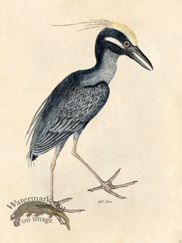 Night Heron - Tribute Bd 05