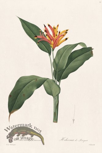 (image for) Les Liliacees Redoute 151