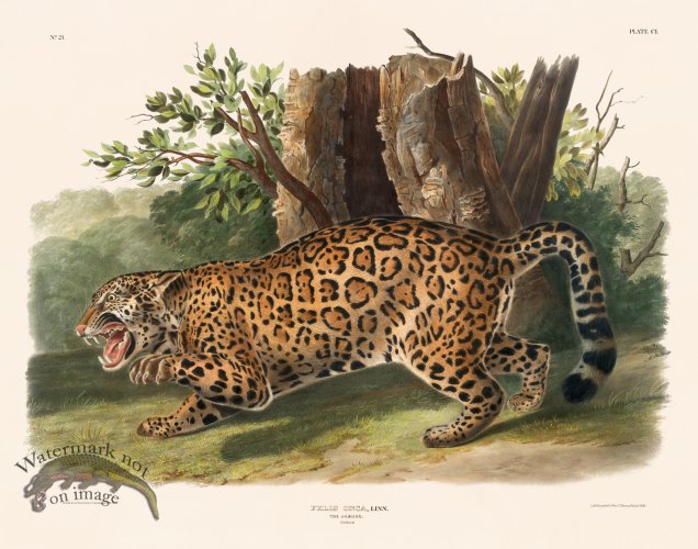 101 The Jaguar