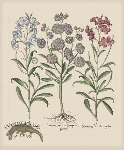 (image for) Besler 168 Colored B2