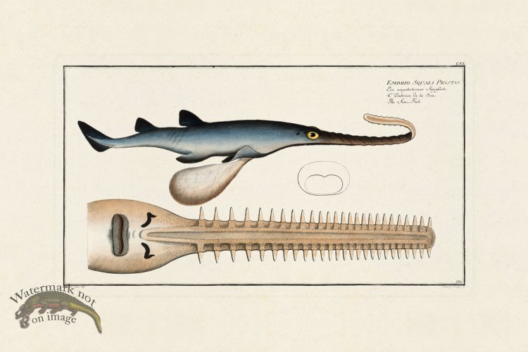 (image for) BLOCH FISH 120