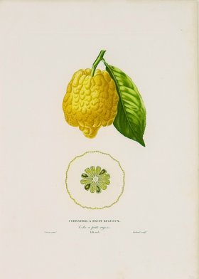 (image for) Poiteau Citrus 21