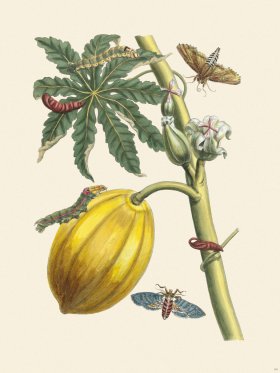 Merian Metamorphosis 64