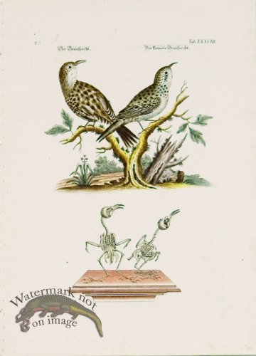(image for) Meyer Birds 08