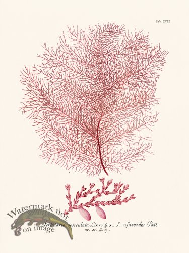 (image for) Esper Coral 017