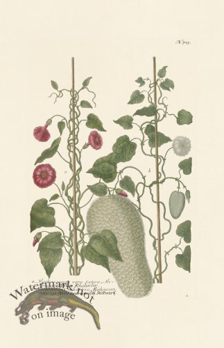 (image for) Weinmann PL 715