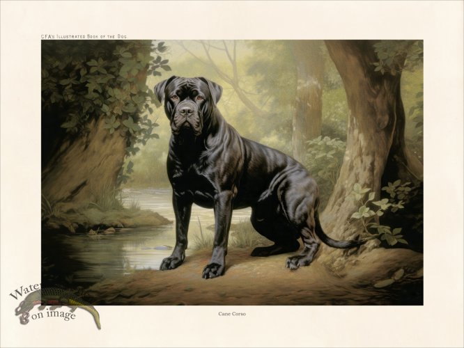 (image for) CFA Dog Cane Corso