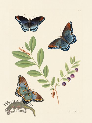 (image for) Abbot Butterfly 010