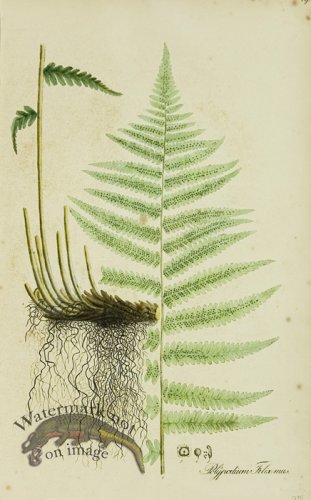 (image for) 1828_Gmp 077