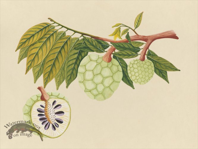 (image for) Far East Fruit and Flowers 22