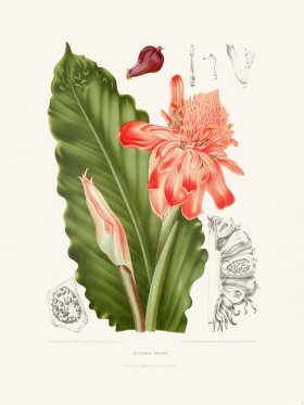 (image for) Horticulture of Java 06