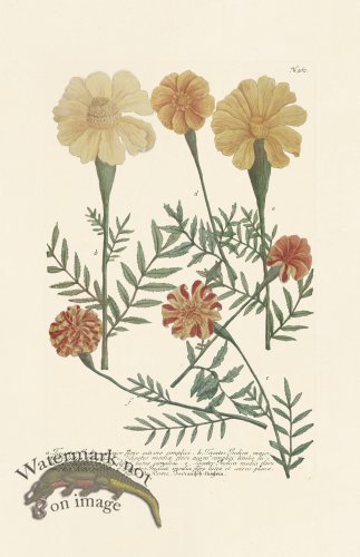 (image for) Weinmann PL 962