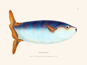 047 Truncated Sun Fish