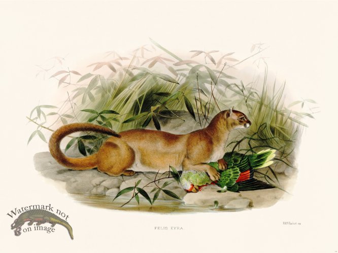 Elliot Cat 14 Cat Eyra