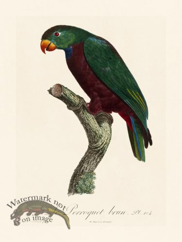 (image for) Barraband Parrot 104