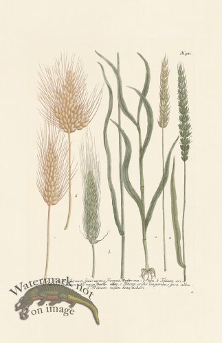 (image for) Weinmann PL 981