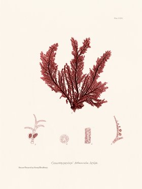 Bradbury Seaweed 119