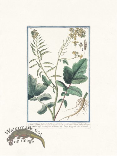 (image for) Bonelli 336 Mustard