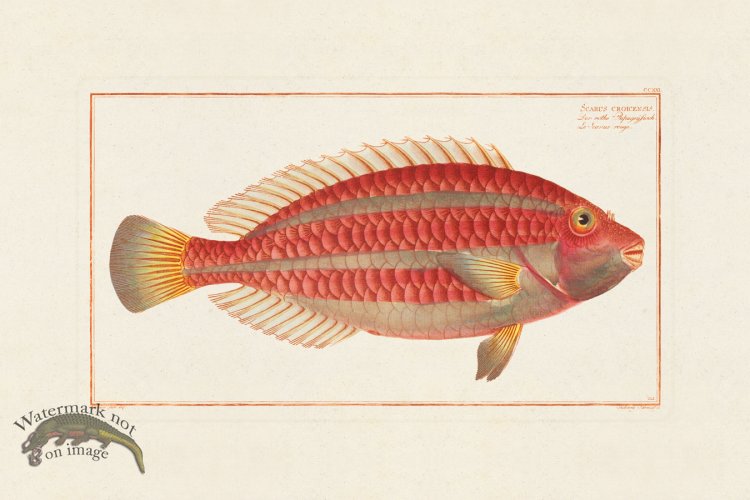 (image for) BLOCH FISH 211