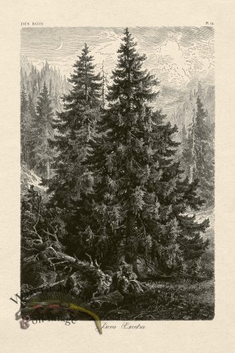 (image for) Hoefer Tree 13