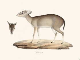 Cuvier 050 Female Guevei