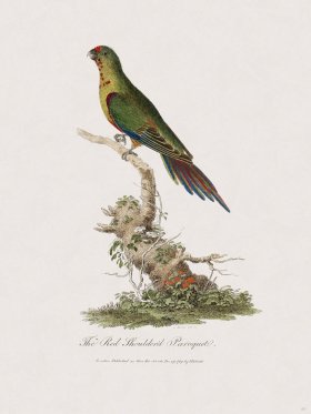 49 New Holland Caffowary