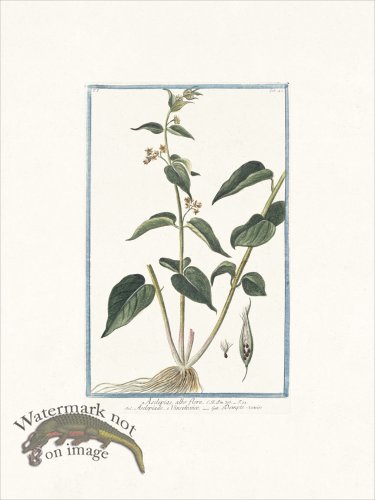 (image for) Bonelli 040 Dompte-venin