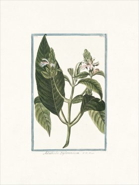 Bonelli 210 Adathoda Zeylanensium