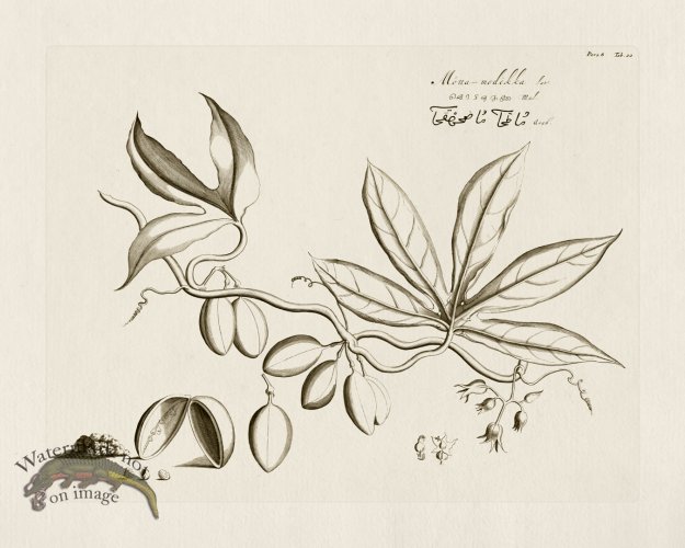 (image for) HORTUS VOl 08 22