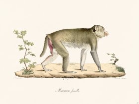 Cuvier 337 Female Maimon