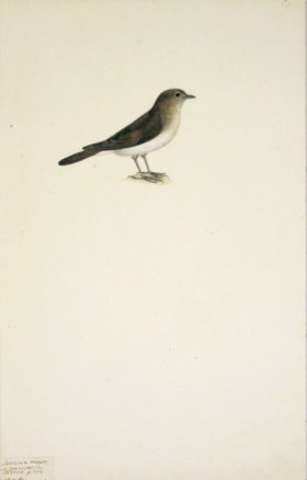 63 Swedish Birds . Luscinia minor, Thrush Family